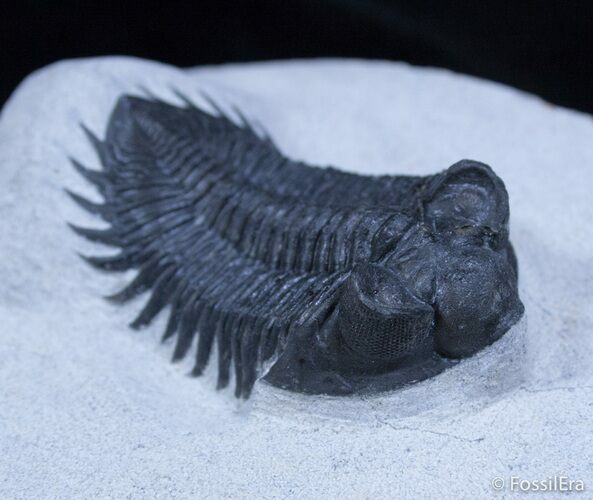 Impressive Coltraneia Trilobite - Tower Eyes #2342